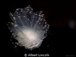 Cyerce Elegans from Tulamben Indonesia by Albert Lincoln 